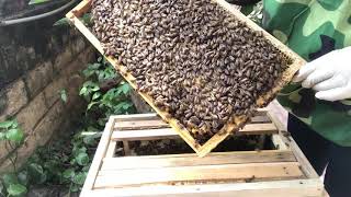 Ong giống, vật tư nuôi ong trường thảo hàng chất lượng. 0869 054 295. 0975 531 602