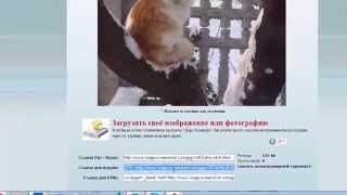 Как опубликовать фото или картинку в интернет