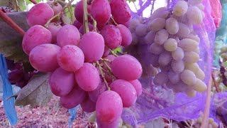 Виноград Анюта