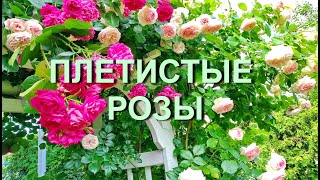 Плетистые розы на перголе. Розы Пьер де Ронсар, Лагуна, Джардина.