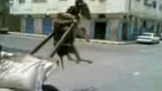 حمار مضحك