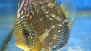 Дискус Производители Содержание Разведение Часть3
