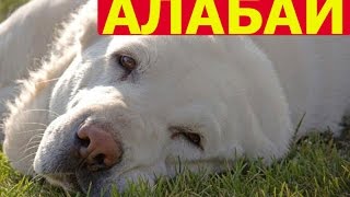 Алабай - лучший защитник семьи