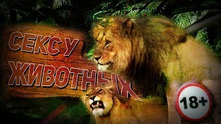НЕОБЫЧНЫЕ СПАРИВАНИЯ ЖИВОТНЫХ
