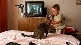 Родители снимают, как сын издевается над котом. parents rejoice like a child mocks cat