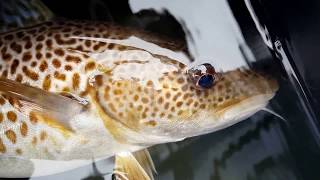 Kołobrzeg Fishing Trip Dorsch turystyka morska Globtroter
