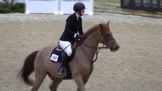 Video of FAWKES ridden by LINDSAY LYDEN from ShowNet!