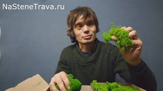 Мох мху рознь! Ягель от Special Green. Выпуск 1.