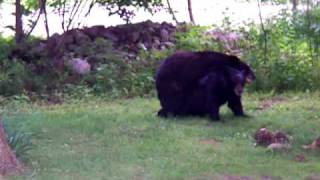 Black Bears Mating in Northern New Jersey