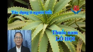 Hướng dẫn phương thuốc chữa ung thư bằng cây lô hội - nha đam l Đỗ Nguyên Thiều
