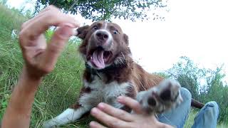 Нападение собаки на человека, отрывает руку! dog fight with man