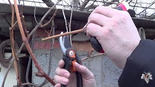 Причины вымерзания почек Винограда. Эксперимент. Часть 1. Виноград 2016.