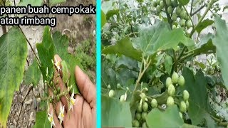 Panen buah rimbang atau cempokak di halaman rumah