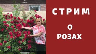 Все о розах ! СТРИМ