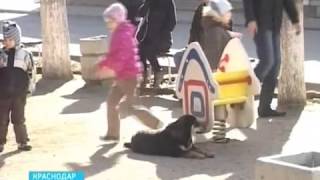 Догхантеры защищают людей от собак - https://forum.doghunter.to/