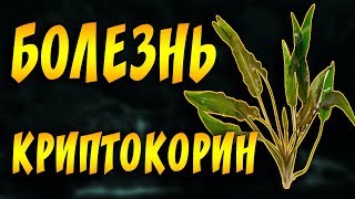 КРИПТОКОРИНОВАЯ БОЛЕЗНЬ ЛЕЧЕНИЕ! БОЛЕЗНИ АКВАРИУМНЫХ РАСТЕНИЙ!