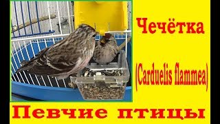 Певчие птицы - Чечётка (Carduelis flammea)