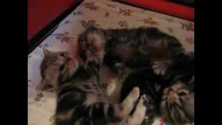 Американская короткошерстная /American Shorthair kitten Породы кошек