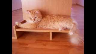 Сибирский котик и мышка)