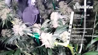 Сорт конопли Gorilla Glue Auto от FastBuds Seeds
