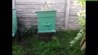 Пчёлы,воровство.Почему,что делать?