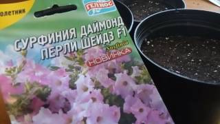 КОГДА И КАК  СЕЯТЬ ПЕТУНИЮ И СУРФИНИЮ.