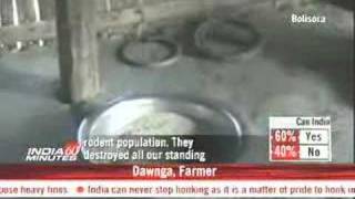 Mizoram facing food crisis due to rats