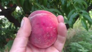 Персик Кондор /Peach Candor/. Отзыв и видео от питомника Макси Сад.