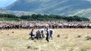 Камчатские эвены-оленеводы