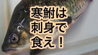 【予想外の味】【ゲテモノ？】寒鮒は刺身で食え！