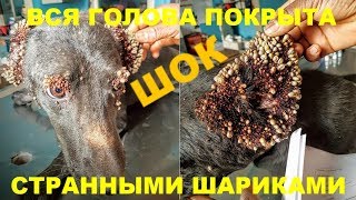 ГОЛОВА СОБАКИ БЫЛА ОБЛЕПЛЕНА СТРАННЫМИ ШАРИКАМИ.? КОГДА ВОЛОНТЕРЫ РАССМОТРЕЛИ ОНИ БЫЛИ В ШОКЕ