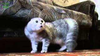 Смешные котята. Смотреть смешное видео про котят. Разговор кошек.