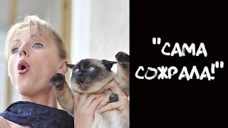 СМЕШНАЯ ИСТОРИЯ про кота!