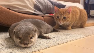 カワウソさくら カワウソと猫どっちも飼ってると毎日たのしい It's fun every day to keep both otter and cat