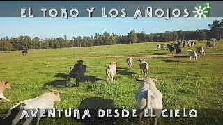 Toros de Prieto de la Cal: traslado de becerros, aventura desde el cielo | Toros desde el cielo