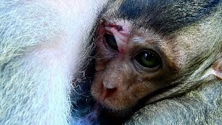 Days 2 Are you Ok baby ? Merri carry poor Maci warmly, Breastfeeding baby peaceful