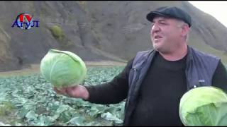 уборка урожая капусты##Агул##Агульский район##