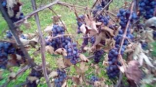 Климат Краснодарского края. Ноябрь. Станица Успенская. Часть 1.