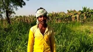 Mission Plantation supporting From Madhay Pradesh