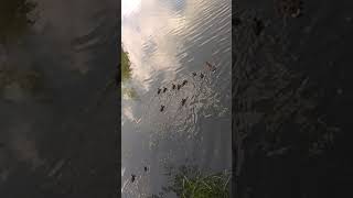 Мама-утка и одинадцать утят