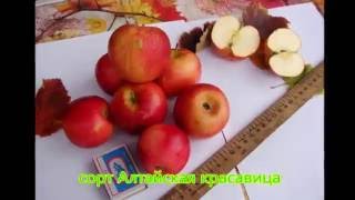 Яблоня полукультурка