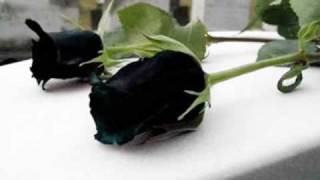 mis flores negras de Julio Florez