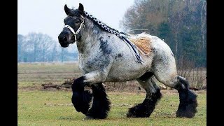 CАМЫЕ БОЛЬШИЕ ЛОШАДИ В МИРЕ