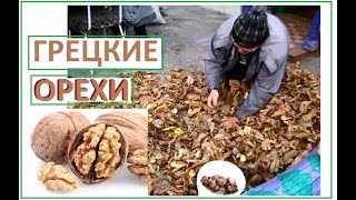Соревнования по сбору грецких орехов