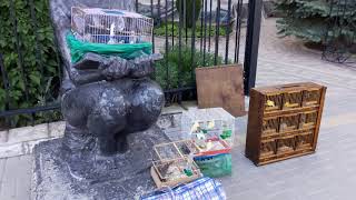 Выставка-ярмарка голубей и других декоративных птиц в г.Симферополь 09.09.2017г.