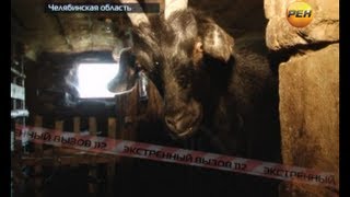 Жесть! Изнасиловал стадо коз. Экстренный вызов 112