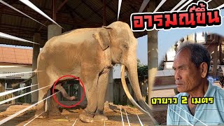 จะตัดงาทองใบ! ทองใบของขึ้นแข็งโป๊ก!!