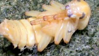 Pupa do besouro tenebrio ( tenebrio molitor )