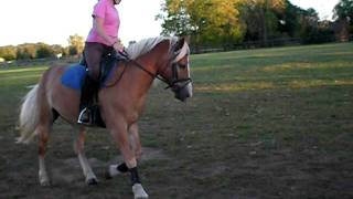 Haflinger Gelding for Sale: Cooper