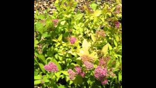СПИРЕЯ, или ТАВОЛГА  (SPIRAEA)  сем. Розоцветные